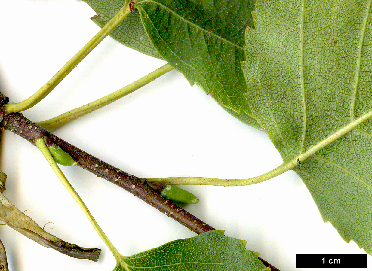High resolution image: Family: Betulaceae - Genus: Betula - Taxon: pendula - SpeciesSub: subsp. mandshurica